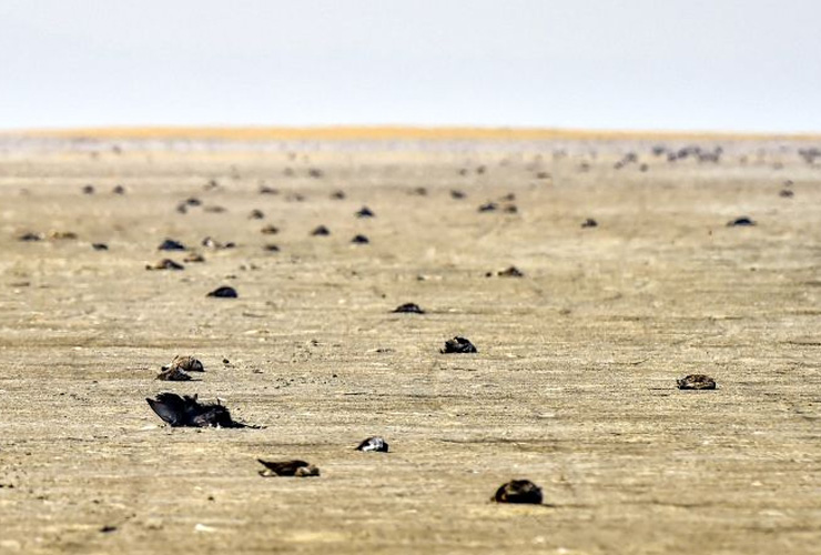 1000s of Birds Found Dead At India’s ‘Sambhar Lake’ Shore