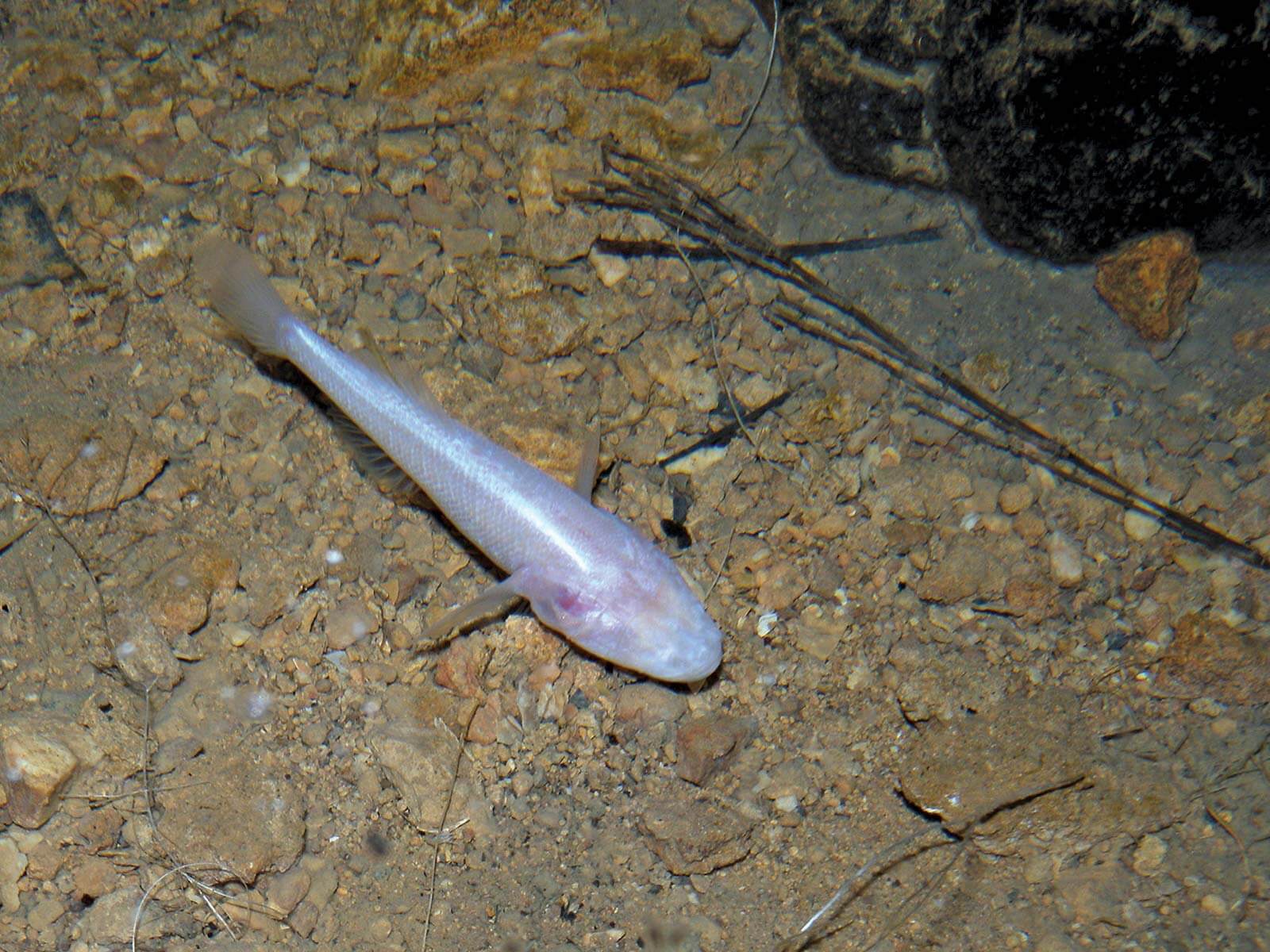 Cave Fish in India