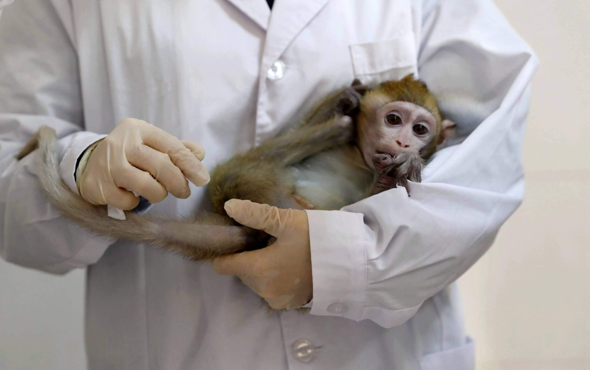 Covid Vaccine Tested Rhesus Macaque